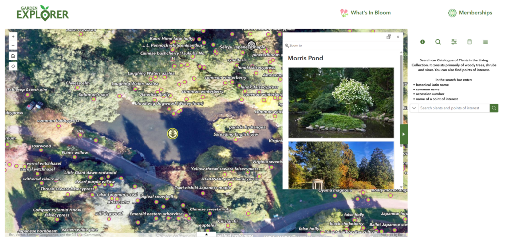Garden Explorer application showing a drone-captured aerial basemap of Morris Arboretum with plant labels across the grounds and a Morris Pond feature popup displaying photos and location details