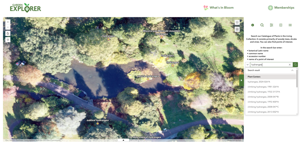 Garden Explorer application search panel showing hydrangea search results by accession number, with matching plant locations highlighted on the drone aerial basemap of Morris Arboretum
