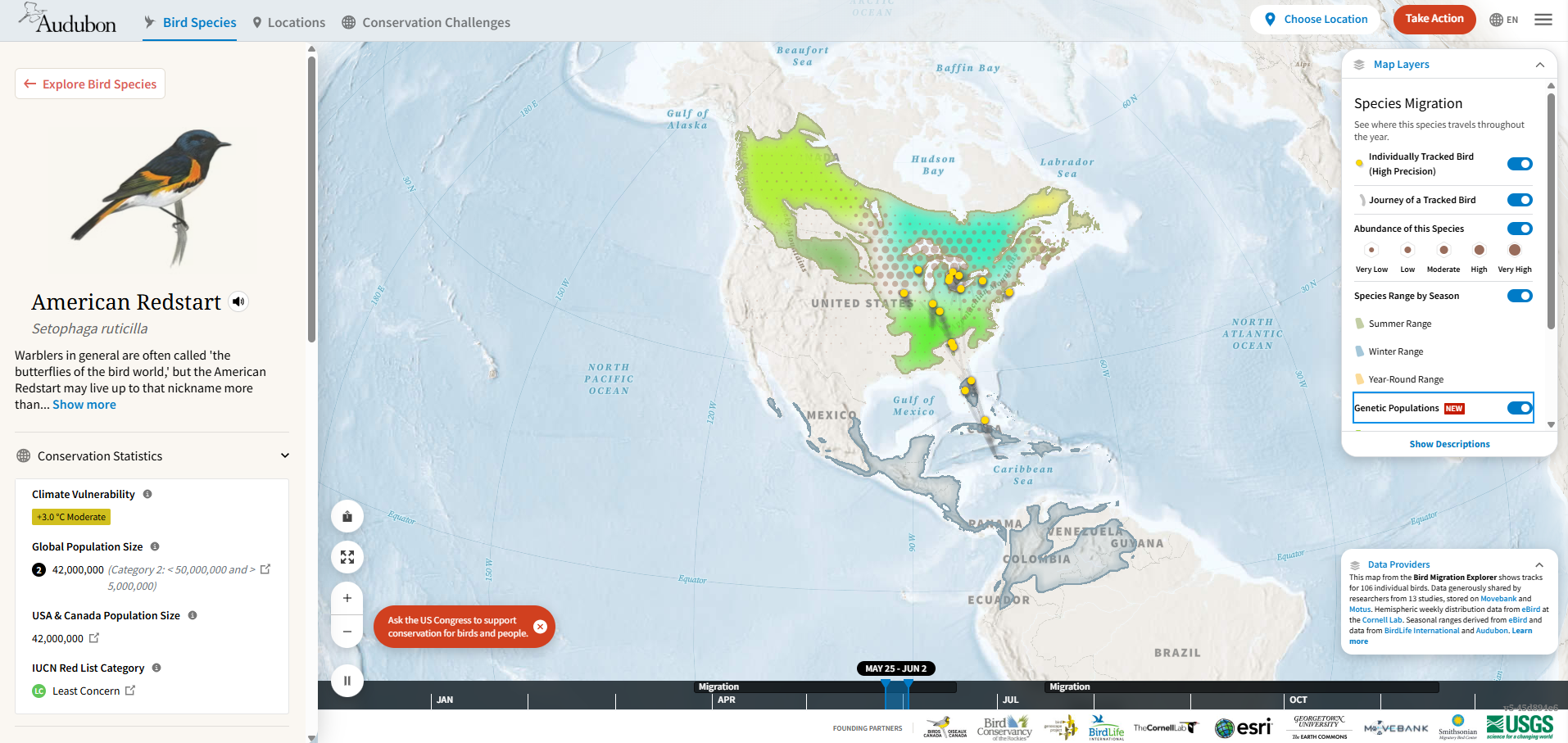 Bird Migration Explorer map showing American Redstart genetic subrange populations across North and Central America, with distinct colored regions for Western, Southeast, and East Kentucky populations