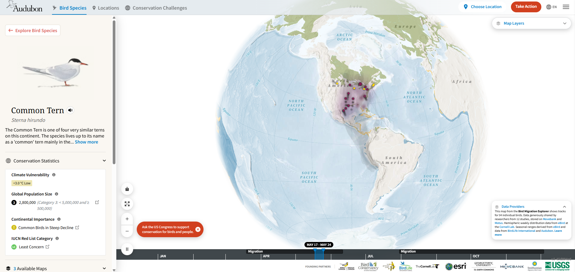 Bird Migration Explorer global map displaying tracked migration data points for the Common Tern along the eastern coasts of North and South America
