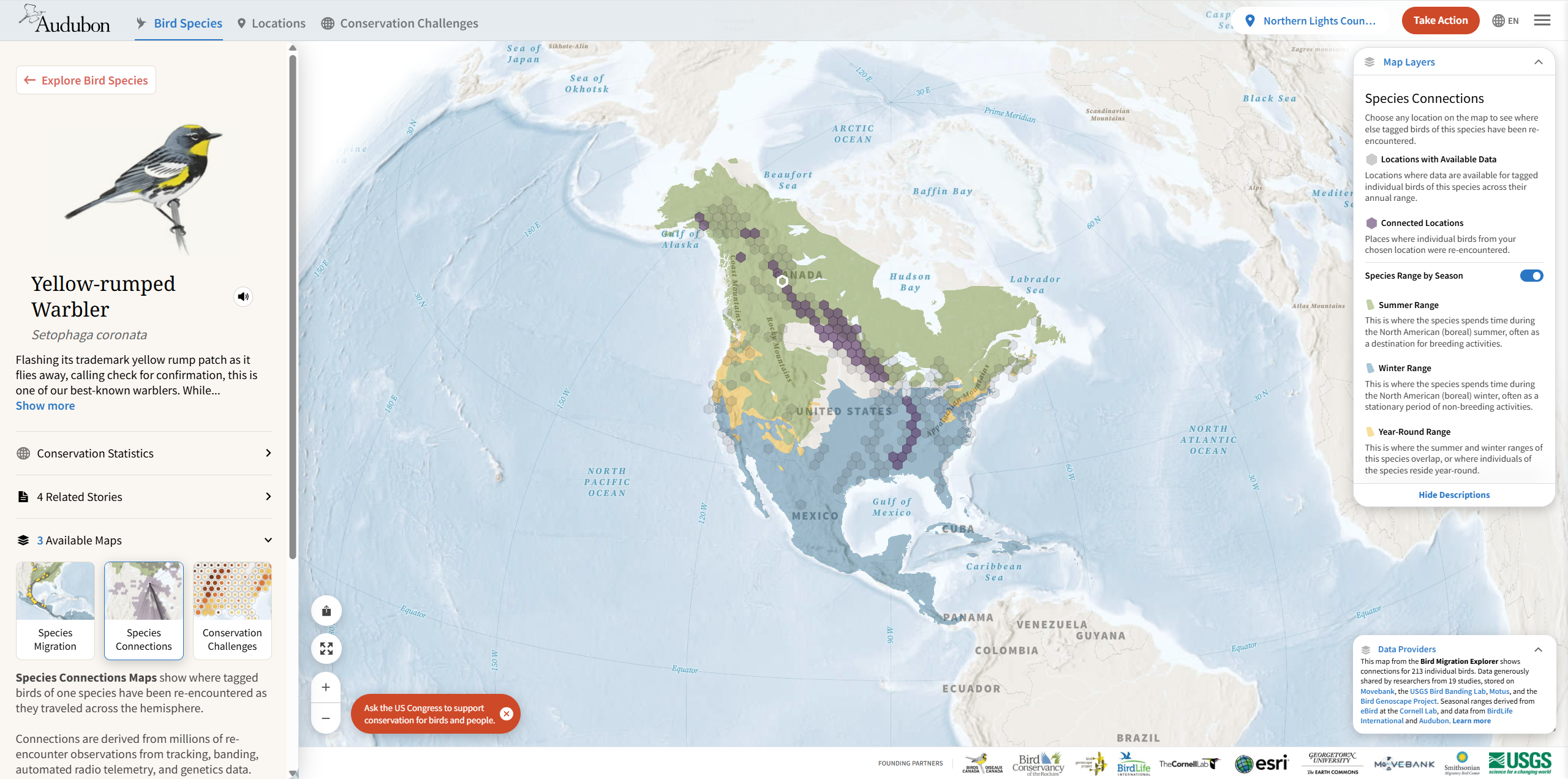 ird Migration Explorer species connections map showing summer and winter range regions for the Yellow-rumped Warbler across North America, with migration connection points marked in purple