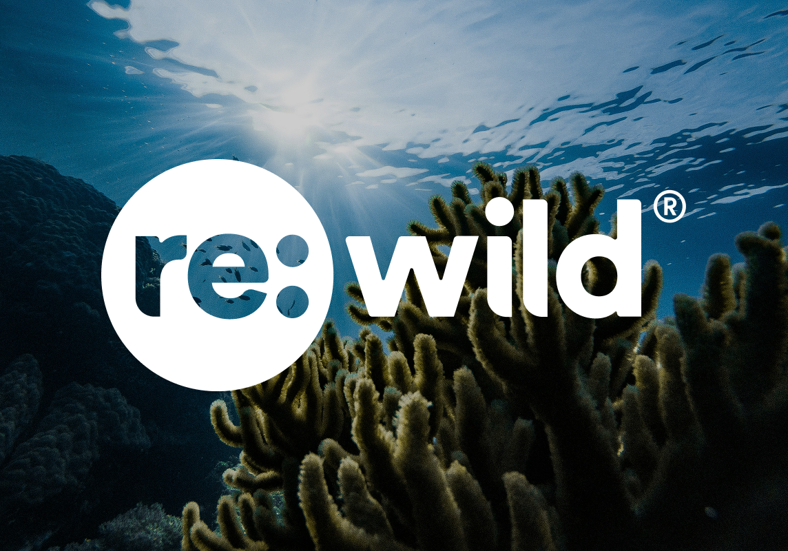 Re:Wild Blog Post Image