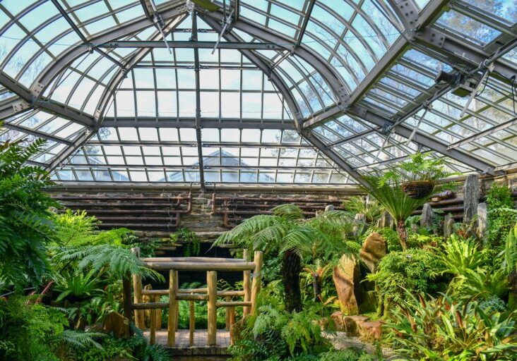 Interior of the Morris Arboretum & Gardens glass conservatory featuring lush tropical ferns, tree ferns, bromeliads, and a rustic wooden bench beneath a vaulted steel and glass roof