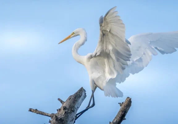 A great egret (bird) perched on a bare tree branch against a clear blue sky, wings spread wide with feathers illuminated by sunlight